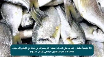 80 جنيهاً فقط.. تعرف على أحدث أسعار الأسماك في مطروح اليوم الأربعاء 3-9-2025 مع تفاصيل البلطي وباقي الأنواع